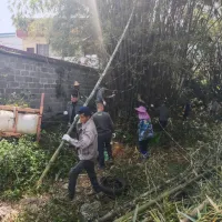石龙镇新凤村：干群同心砍杂竹 共绘乡村新画卷