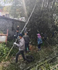 石龙镇新凤村：干群同心砍杂竹 共绘乡村新画卷