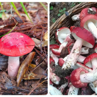 花山瑶族乡宝鹿村驻村工作队：一斤一斤蹚出山货销路